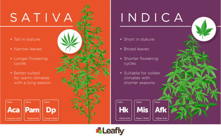 live resin vs shatter