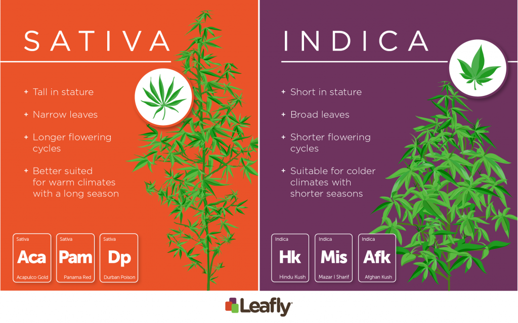 indica vs sativa vs hybrid