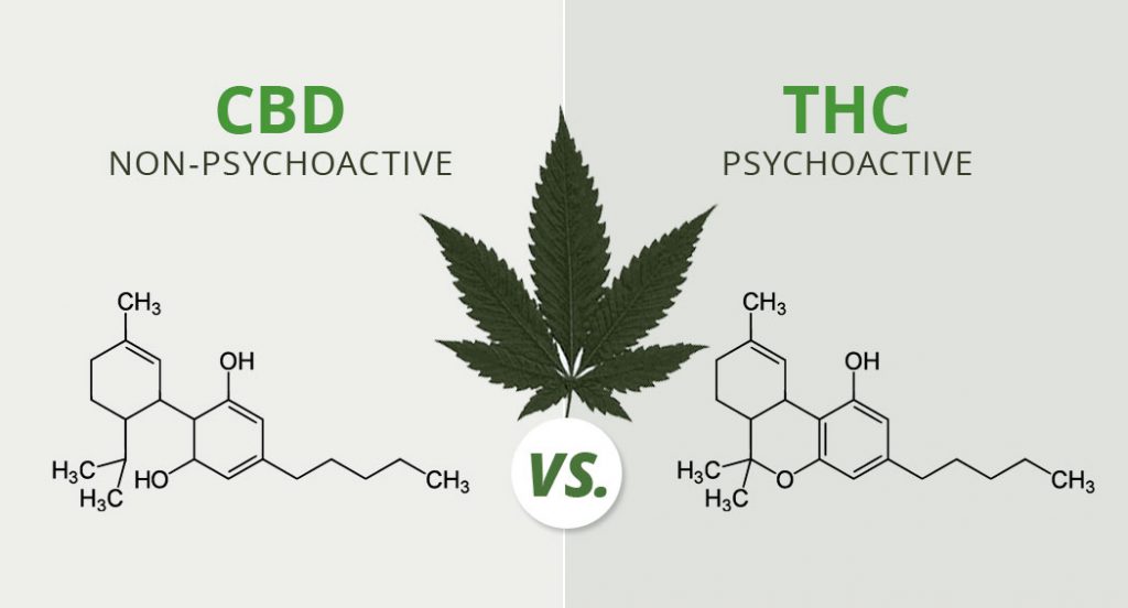 thc vs cbd