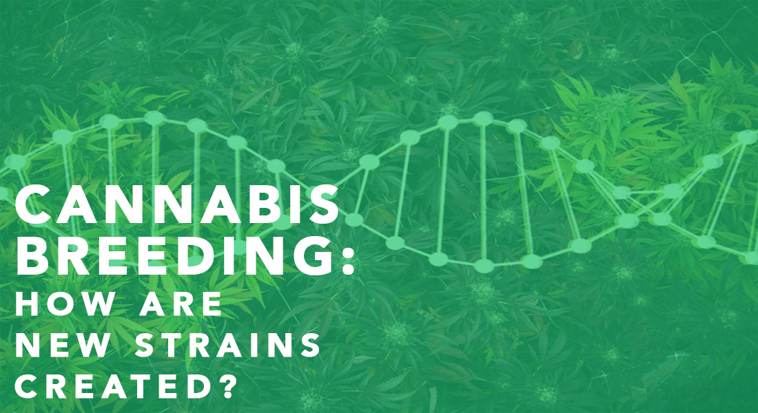 cannabis breeding