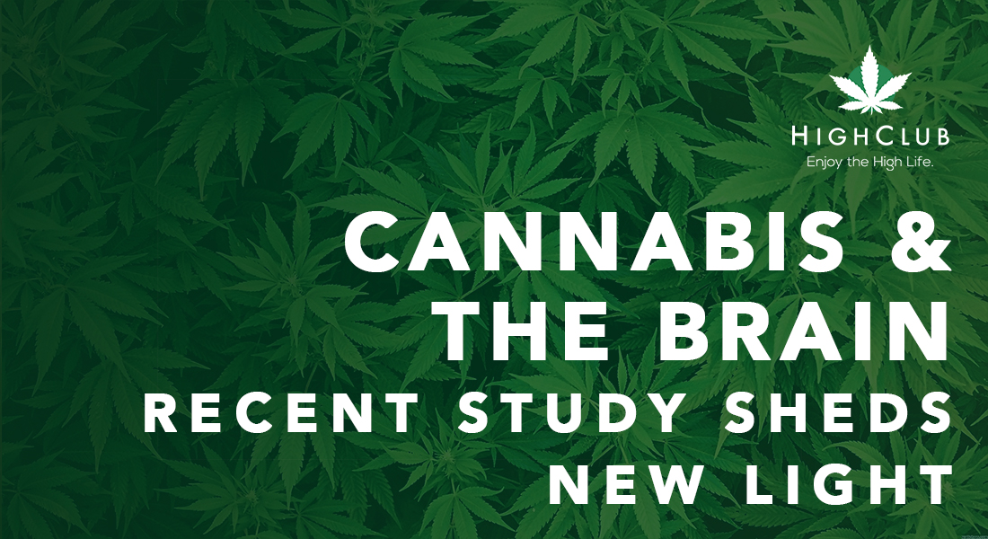 Cannabis And The Brain Recent Studies Shed New Light -8240
