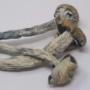 AAAA Aztec God Magic Mushrooms