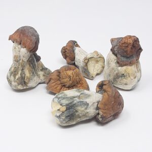 AAAA Dino Egg Magic Mushrooms