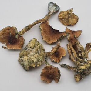 AAAA Leucistic Treasure Coast Magic Mushrooms